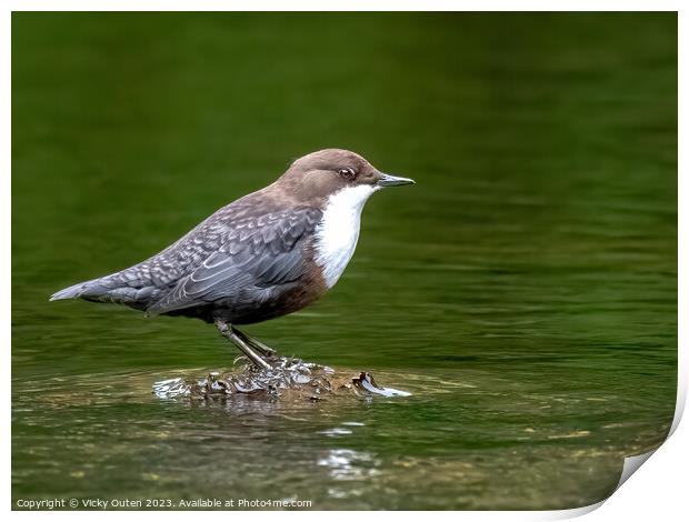 Dipper standing on a rock surrounded by water Print by Vicky Outen
