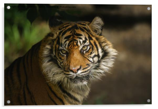 Tiger Stare Acrylic by rawshutterbug 