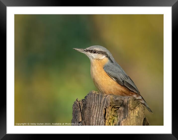 A nuthatch perched on a post Framed Mounted Print by Vicky Outen