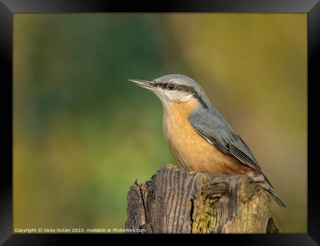 A nuthatch perched on a post Framed Print by Vicky Outen