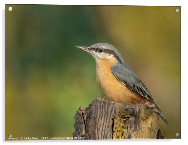 A nuthatch perched on a post Acrylic by Vicky Outen