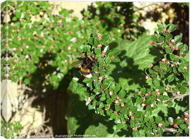 Bumble Bee on Cotoneaster Canvas Print by Sarah Osterman