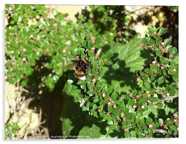 Bumble Bee on Cotoneaster Acrylic by Sarah Osterman