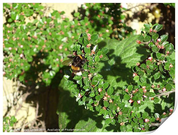 Bumble Bee on Cotoneaster Print by Sarah Osterman