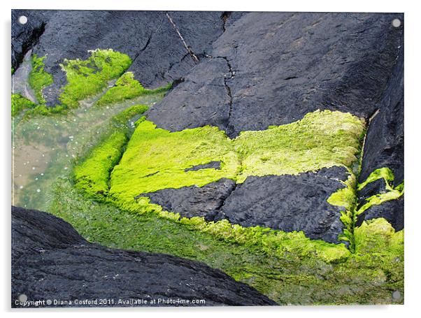 Musslewick coastal path rock steps Acrylic by DEE- Diana Cosford