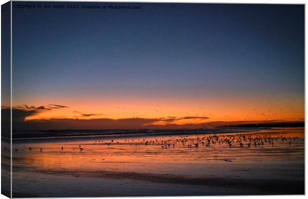 Silhouetted Seagulls on the Sand before Sunrise Canvas Print by Jim Jones