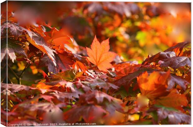 Plant leaves Canvas Print by Simon Johnson