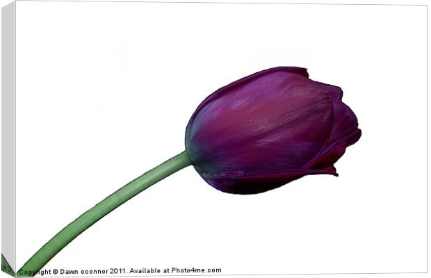 Purple Tulip on White Canvas Print by Dawn O'Connor