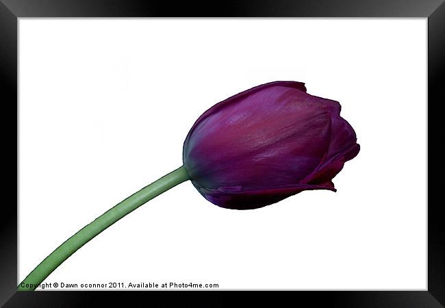 Purple Tulip on White Framed Print by Dawn O'Connor