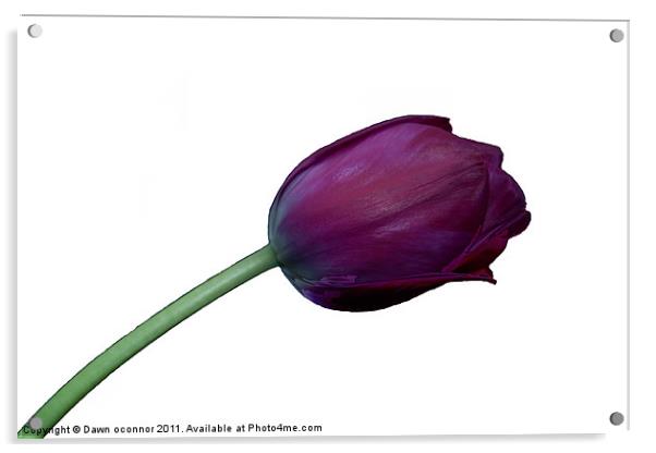 Purple Tulip on White Acrylic by Dawn O'Connor