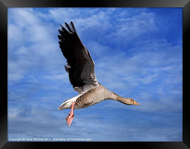 Grey Goose on the Wing Framed Print by Jane McIlroy