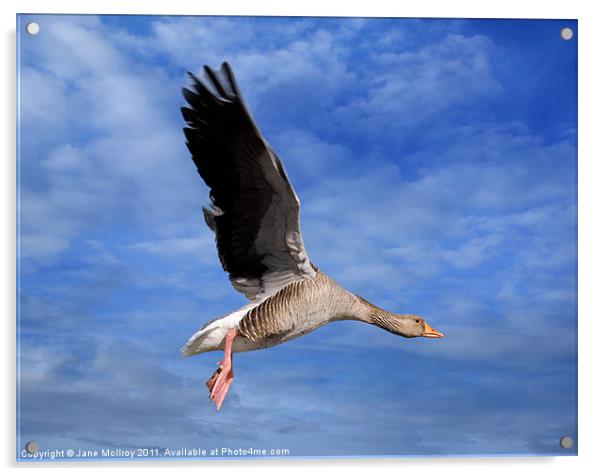 Grey Goose on the Wing Acrylic by Jane McIlroy