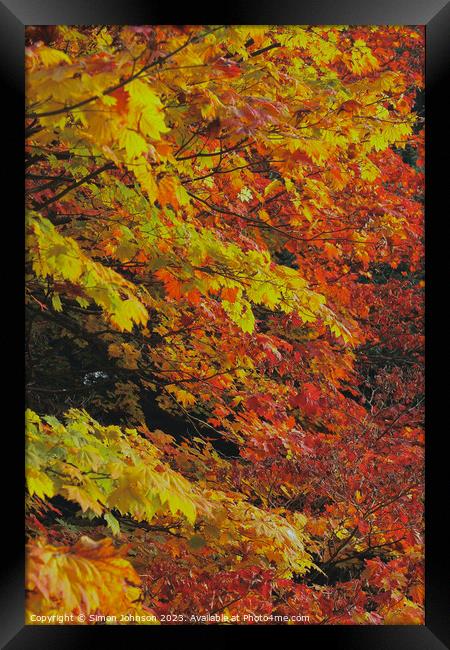 Autumn leaves  Framed Print by Simon Johnson