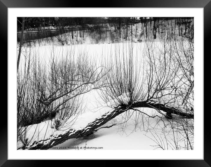 Fallen Willow trees Framed Mounted Print by Stephanie Moore