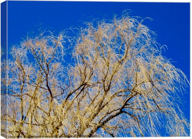 Willow tree Canvas Print by Stephanie Moore