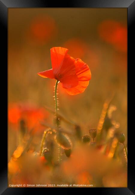 Sunlit poppy  Framed Print by Simon Johnson