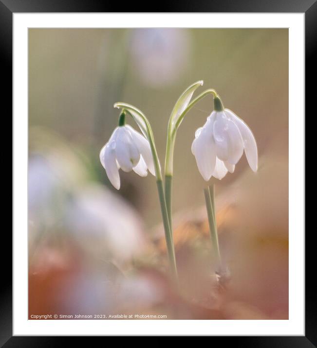 pair of snowdrops Framed Mounted Print by Simon Johnson