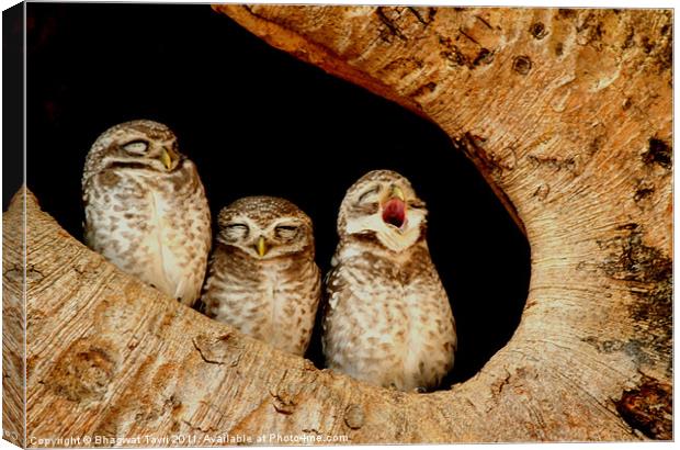 The Spotted Owlet Canvas Print by Bhagwat Tavri