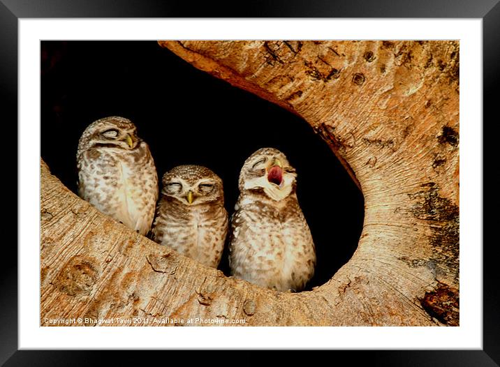 The Spotted Owlet Framed Mounted Print by Bhagwat Tavri