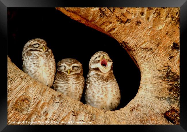 The Spotted Owlet Framed Print by Bhagwat Tavri