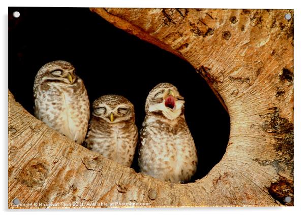 The Spotted Owlet Acrylic by Bhagwat Tavri