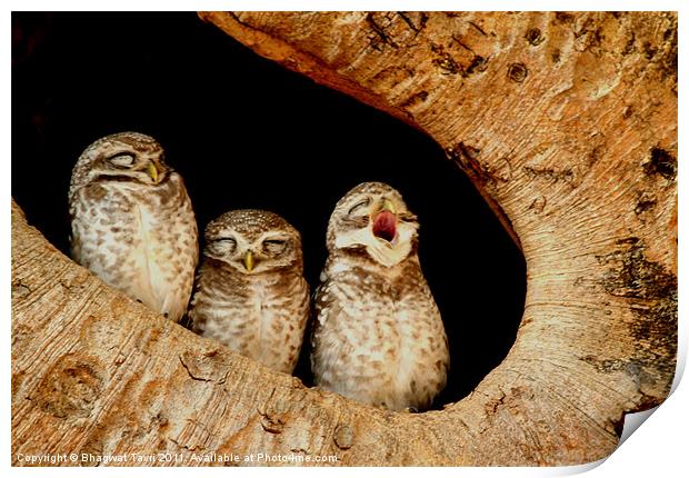The Spotted Owlet Print by Bhagwat Tavri