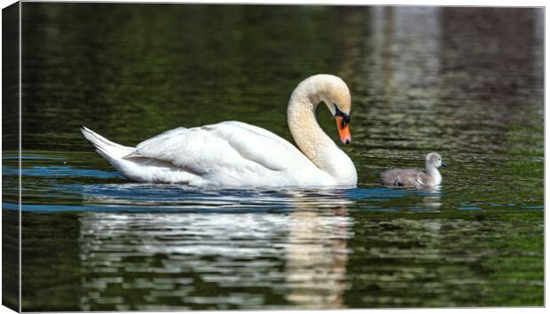 Mother and baby swan Canvas Print by kathy white