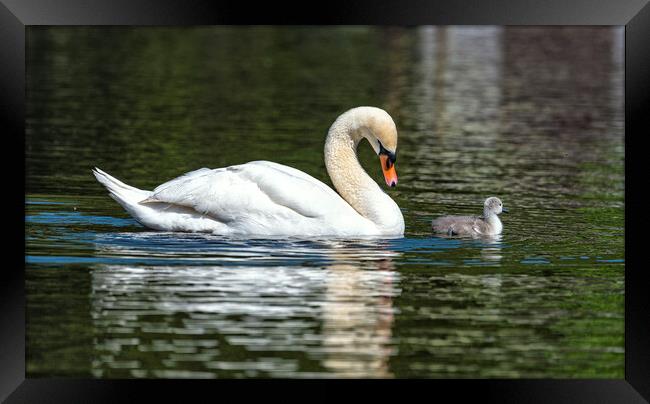 Mother and baby swan Framed Print by kathy white