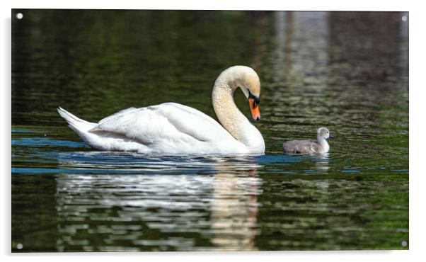 Mother and baby swan Acrylic by kathy white