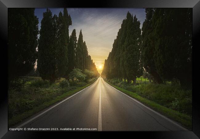 The cypress tree-lined avenue of Bolgheri Framed Print by Stefano Orazzini