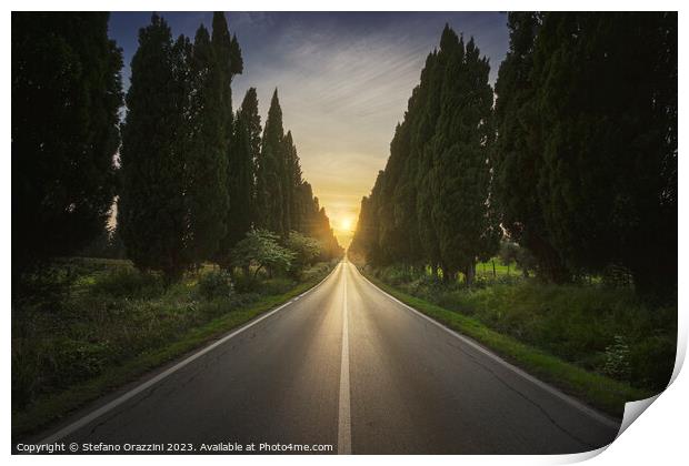 The cypress tree-lined avenue of Bolgheri Print by Stefano Orazzini