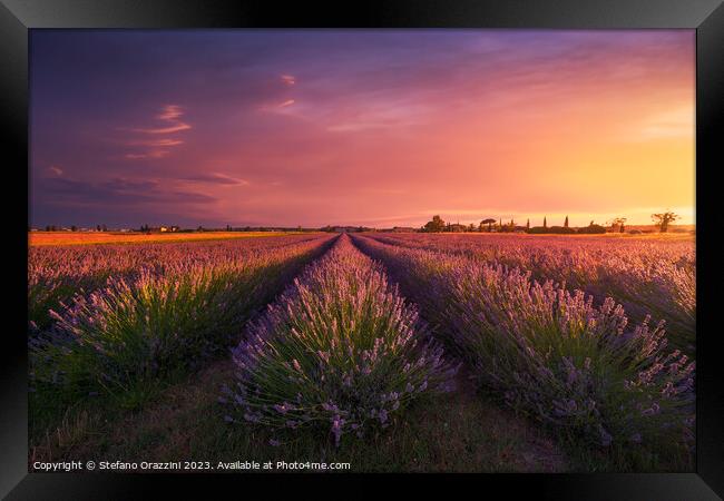 Lavender flowers fields and beautiful sunset. Marina di Cecina,  Framed Print by Stefano Orazzini