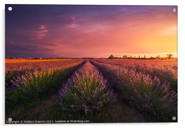 Lavender flowers fields and beautiful sunset. Marina di Cecina,  Acrylic by Stefano Orazzini
