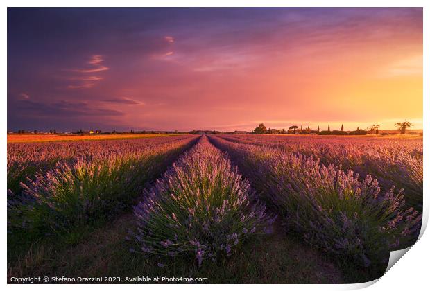 Lavender flowers fields and beautiful sunset. Marina di Cecina,  Print by Stefano Orazzini