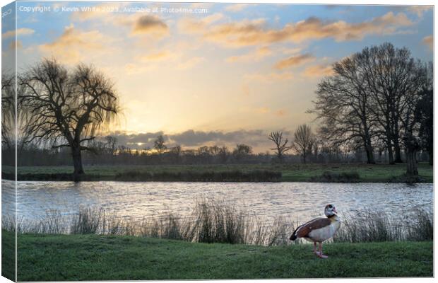Egyptian goose and sunrise Canvas Print by Kevin White
