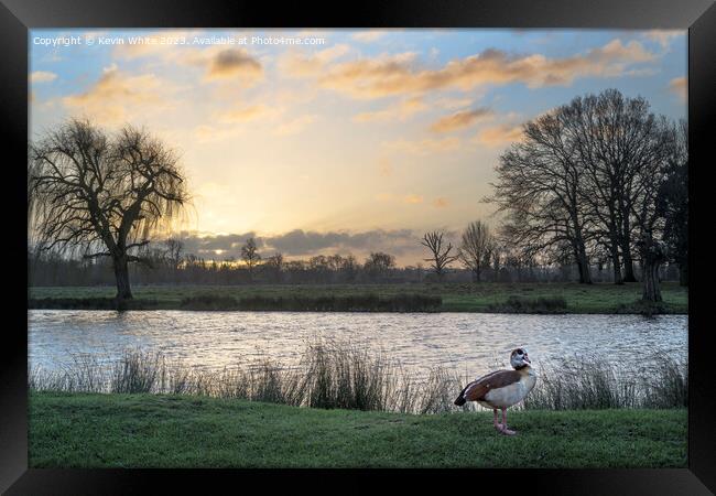 Egyptian goose and sunrise Framed Print by Kevin White