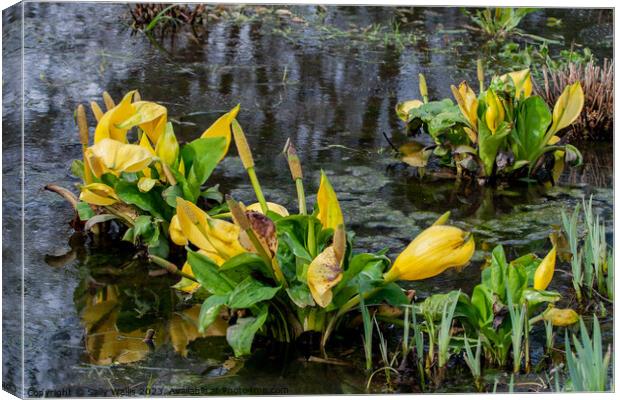 Pond with water lilies Canvas Print by Sally Wallis