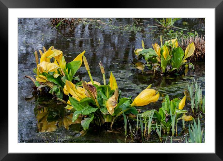 Pond with water lilies Framed Mounted Print by Sally Wallis
