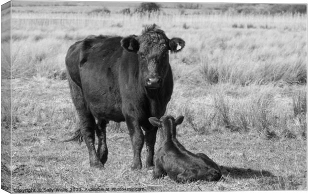 Black cattle - Mother and calf Canvas Print by Sally Wallis
