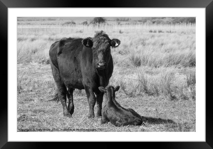 Black cattle - Mother and calf Framed Mounted Print by Sally Wallis