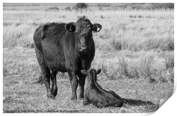 Black cattle - Mother and calf Print by Sally Wallis