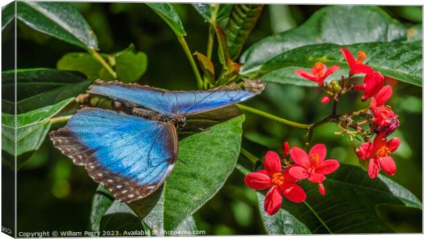 Blue Morpho Butterfly Red Flowers Fairchild Garden Florida Canvas Print by William Perry