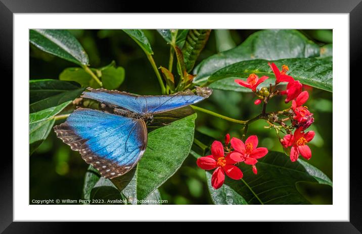 Blue Morpho Butterfly Red Flowers Fairchild Garden Florida Framed Mounted Print by William Perry