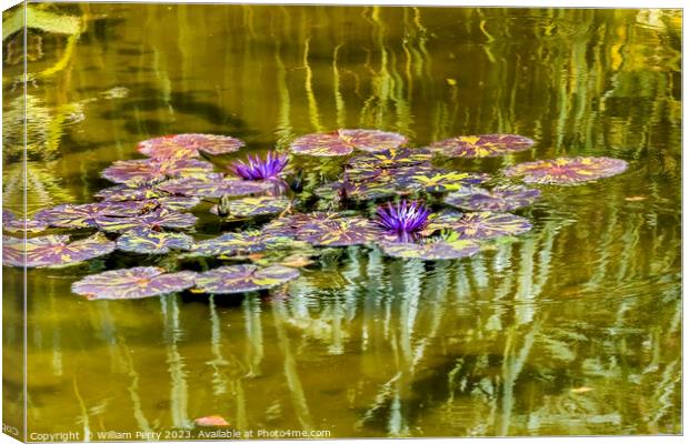 Purple Nymphea Water Lily Fairchild Garden Coral Gables Florida Canvas Print by William Perry