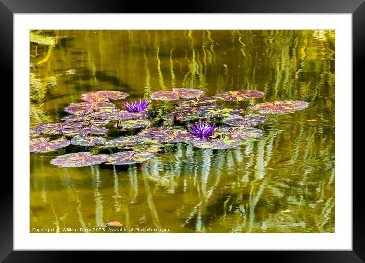 Purple Nymphea Water Lily Fairchild Garden Coral Gables Florida Framed Mounted Print by William Perry