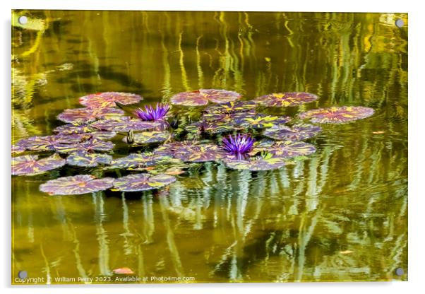 Purple Nymphea Water Lily Fairchild Garden Coral Gables Florida Acrylic by William Perry