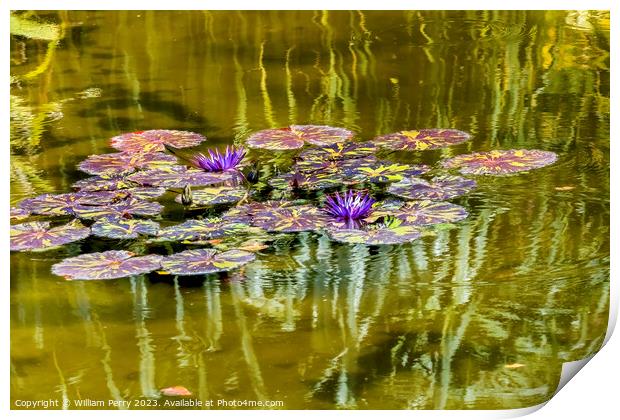 Purple Nymphea Water Lily Fairchild Garden Coral Gables Florida Print by William Perry