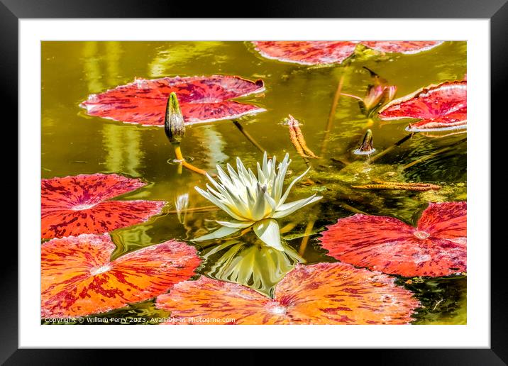 White European Water Lily Fairchild Garden Coral Gables Florida Framed Mounted Print by William Perry