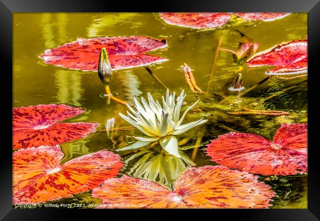 White European Water Lily Fairchild Garden Coral Gables Florida Framed Print by William Perry
