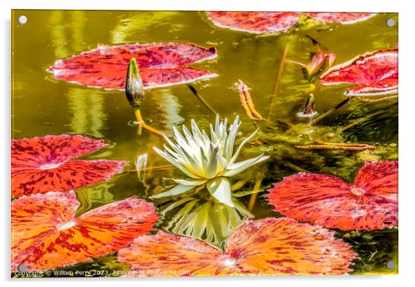 White European Water Lily Fairchild Garden Coral Gables Florida Acrylic by William Perry